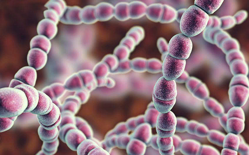  Bộ Y tế khuyến cáo phòng chống Liên cầu lợn ở người